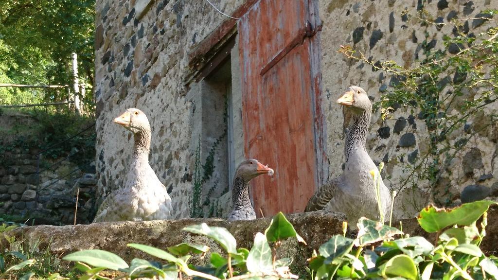 Chateau Paysan Ecolobio De Durianne Le Monteil  Exterior foto